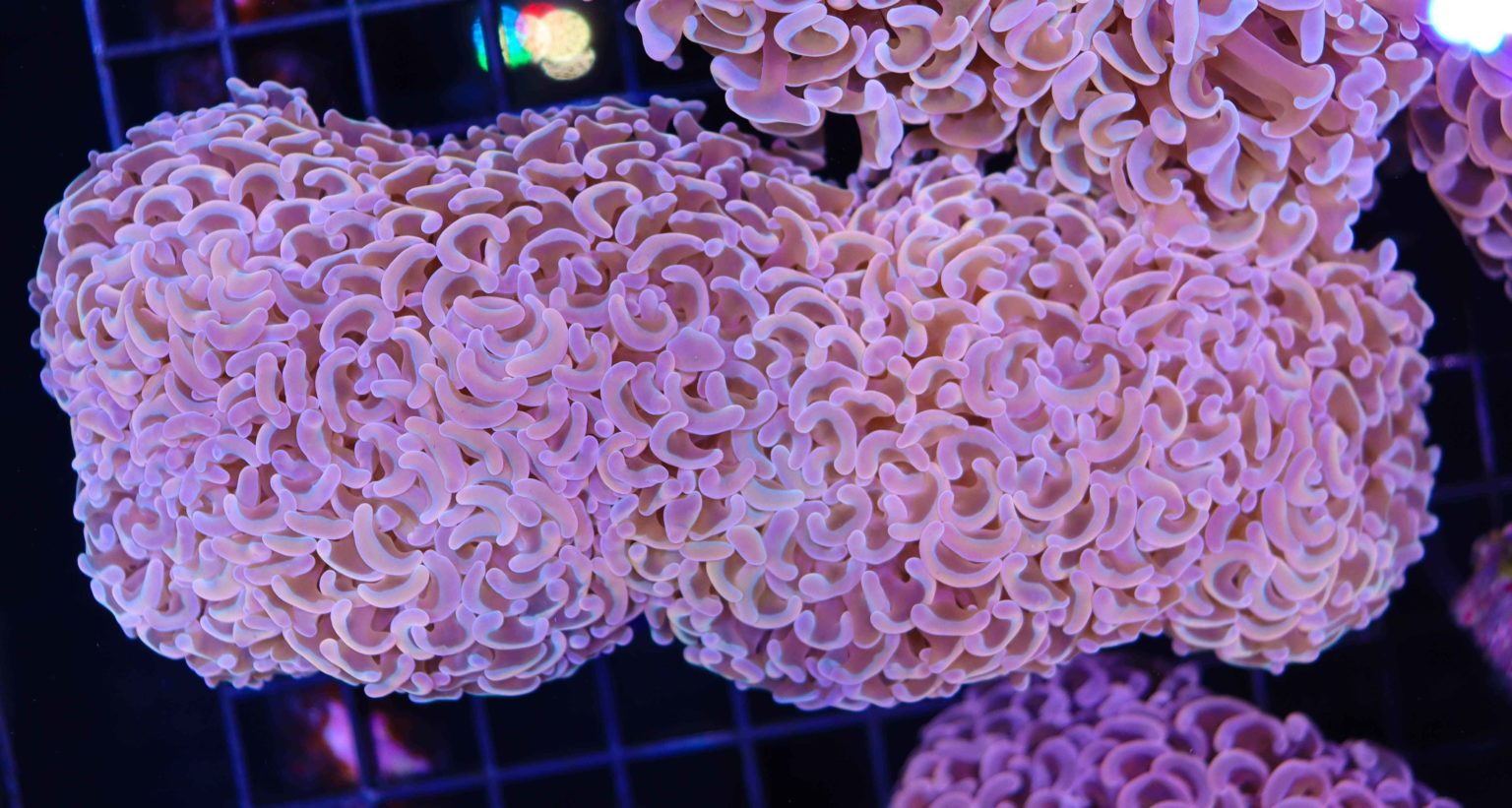 Wall Hammer Coral Frag Box Corals