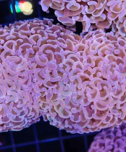Wall Hammer Coral