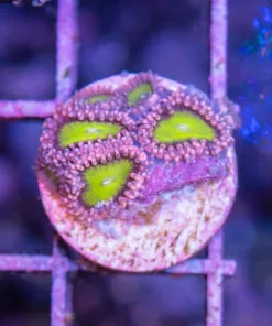 Pink Elephant Zoa