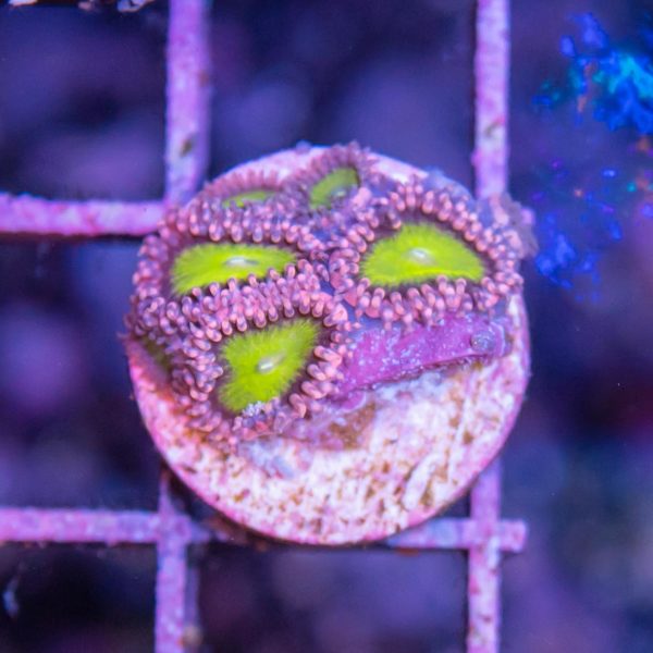 Pink Elephant Zoa - Frag Box Corals