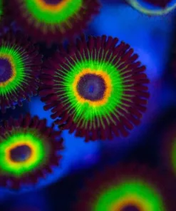Bob Marley Zoanthids
