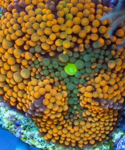 Single Head Orange Florida Ricordea (T2 S50 By Overflow )