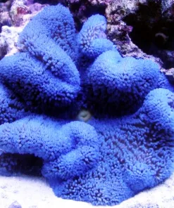 Blue Carpet Anemone