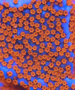 Superman Montipora