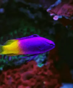 Royal Gramma Tang 3yr in captivity quarantined healthy ! pick up only (MV2)