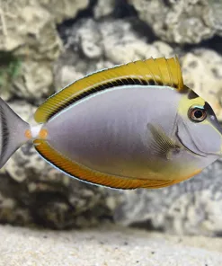 Blonde Naso Tang