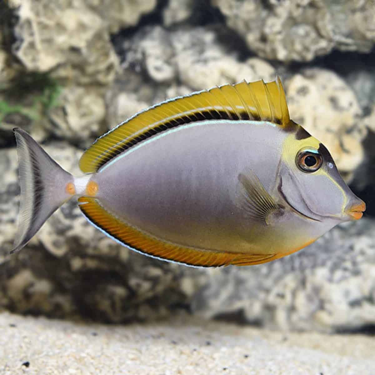 Naso Tang: Saltwater Aquarium Fish for Marine Aquariums