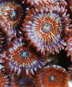 Blue Agave Zoas
