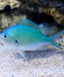 Blue Green Chromis