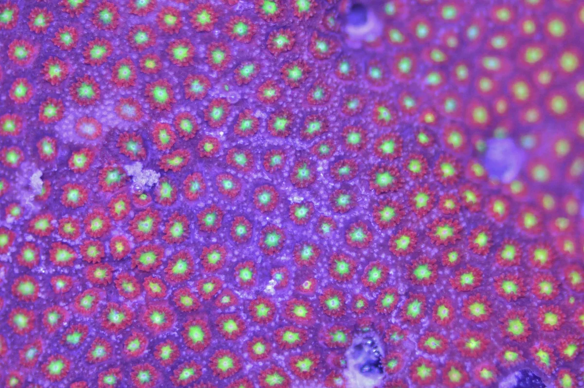 encrusting goniopora