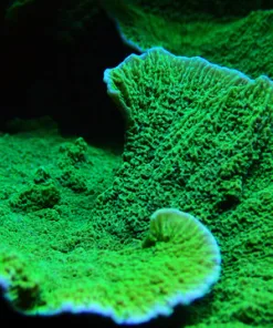 Green Monti Cap Frag  (Row #24:B)