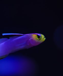 Helfrichi Firefish