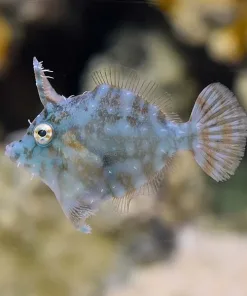 Radial Filefish