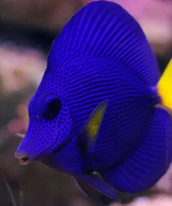 Purple Tang