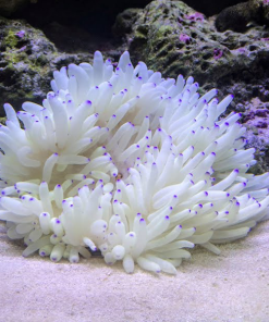 Sebae Anemone