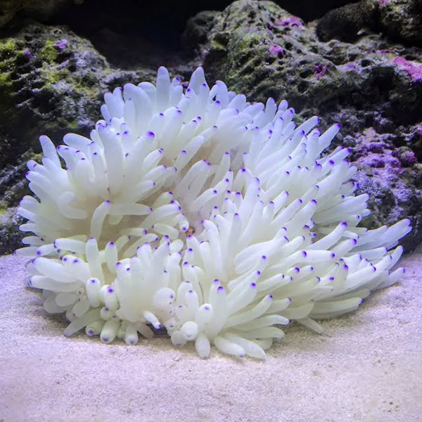 sebae anemone