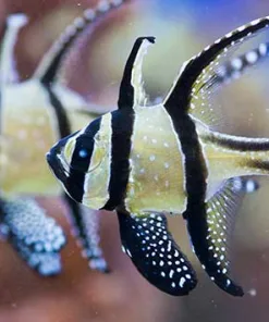 Banggai Cardinalfish *Pick up only please*