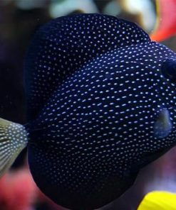 Gem Tang