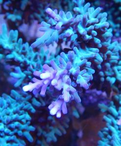 Hawkins Blue Acropora Echinata (A17)