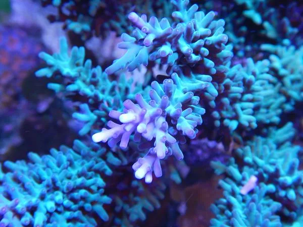 Hawkins Blue Acropora Echinata