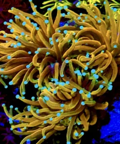 Hellfire Torch Coral