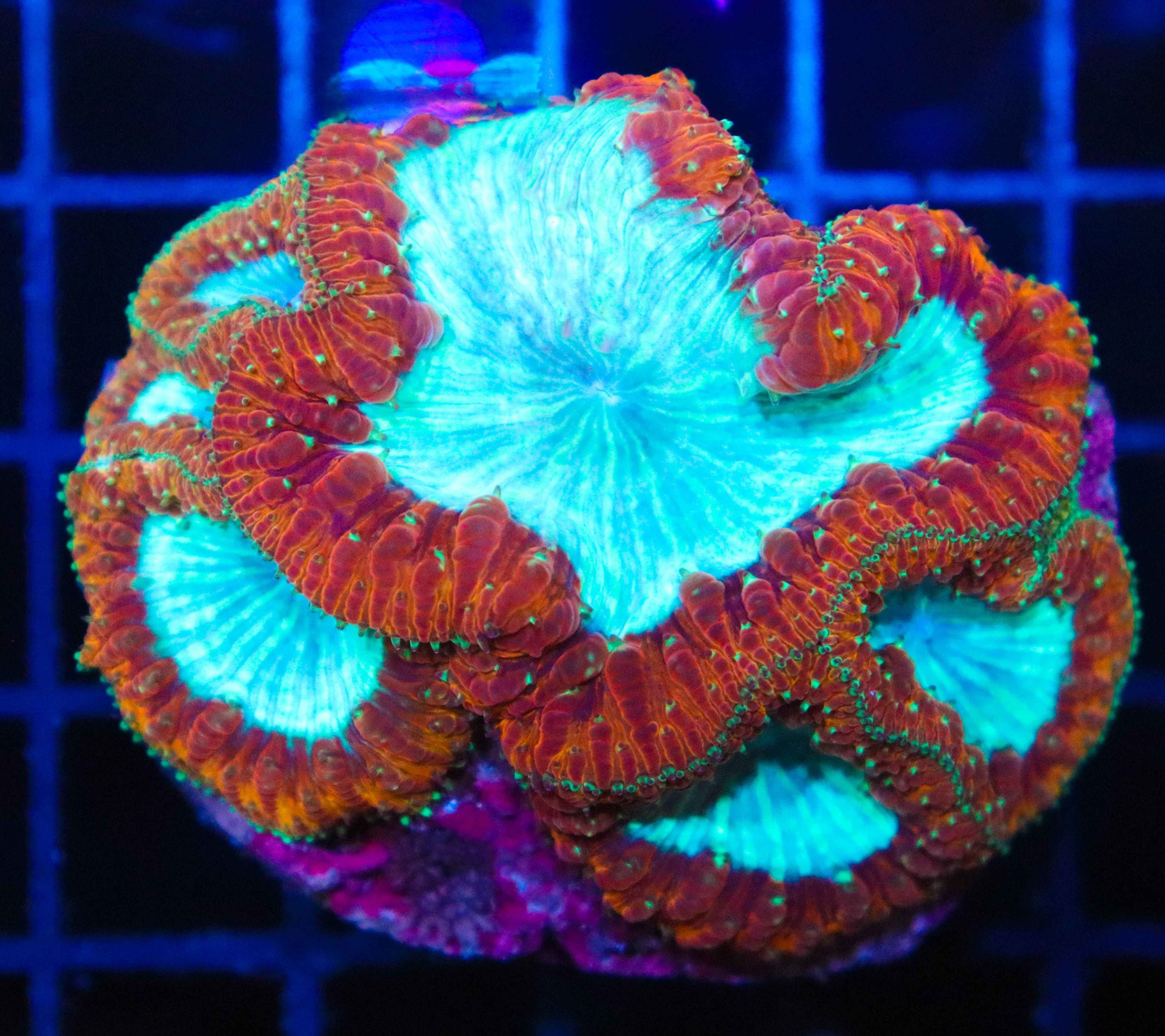 Blastomussa Vivida - Frag Box Corals