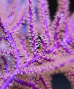 Photosysenthic Purple Frilly Gorgonian Frag