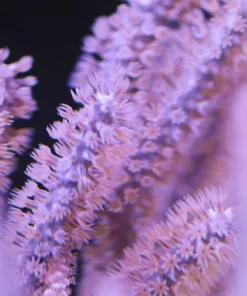 Photosysenthic Purple Gorgonian Frag (Row #34:B)