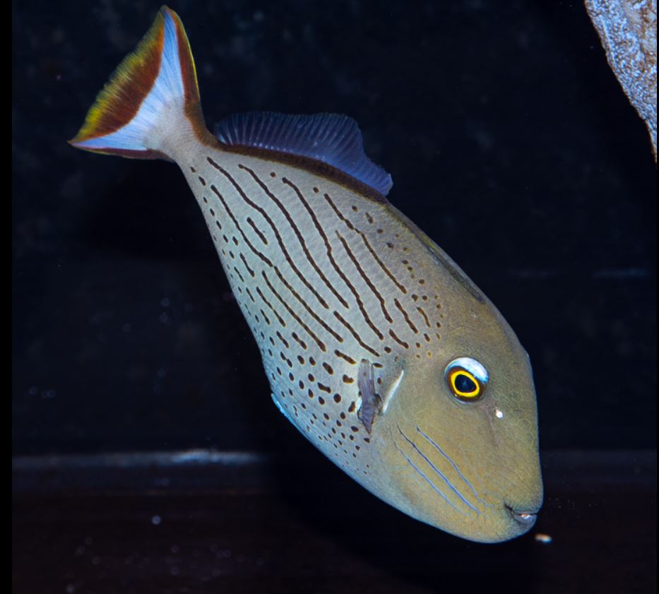 Line Spot Trigger Fish (Xanthichthys lineopunctatus) - Frag Box Corals