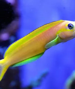 Midas Blenny