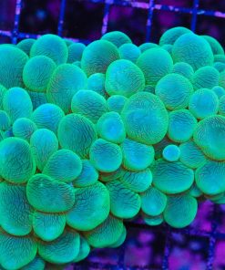 Plerogyra sinuosa