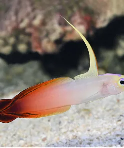 Red Firefish