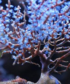 Blueberry Gorgonia