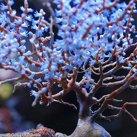 blueberry gorgonian
