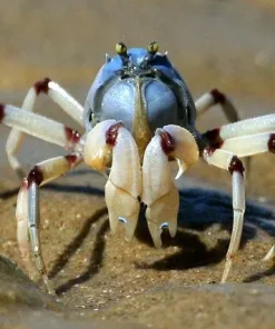 Blue Solider Crab