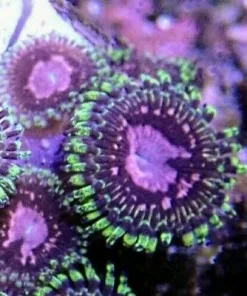 Pink Hallucination Zoa