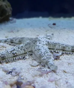 Sand Sifting Sea Star