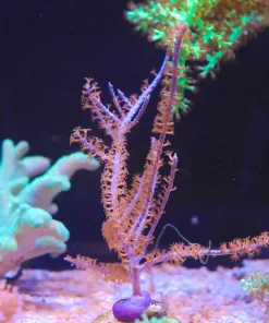 Wysiwyg XL Purple Whip Photosyenthetic Gorgonian Frag (C91)