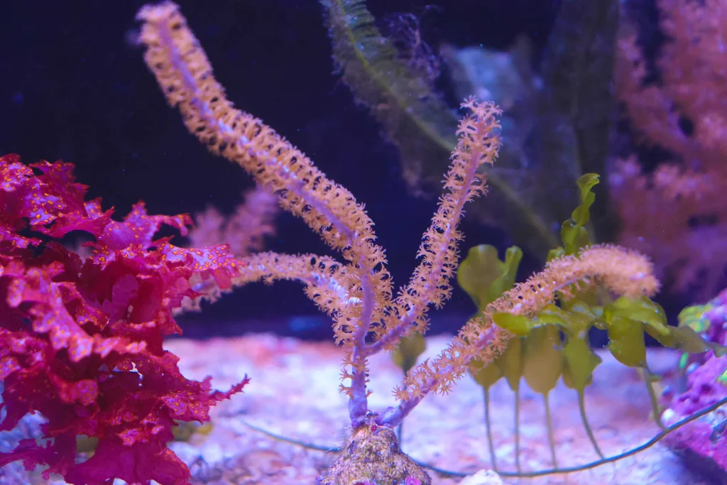 Frag Box Corals