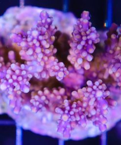 Acropora Cerealis