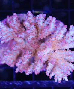 Acropora Cytherea