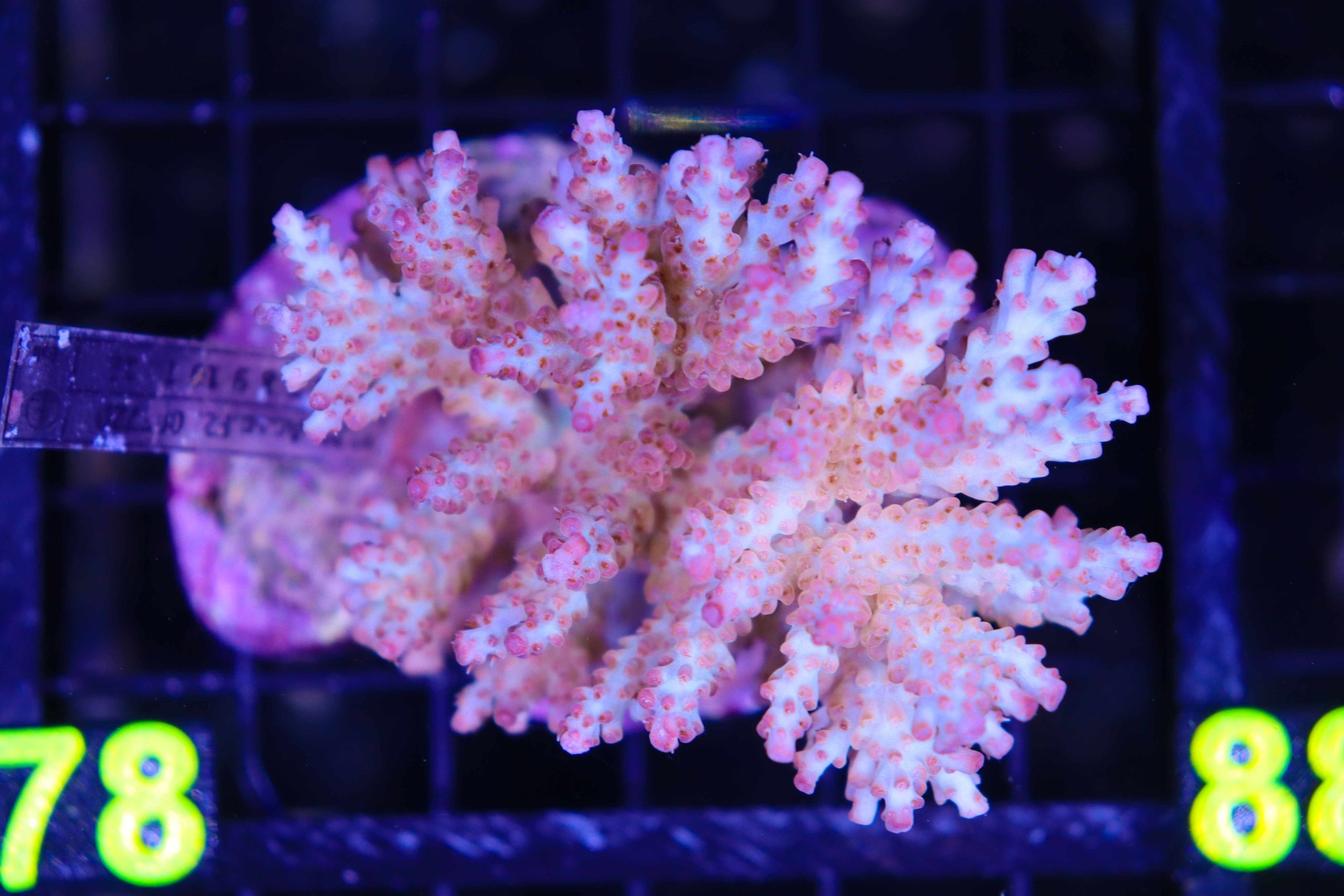 Acropora Cytherea - Frag Box Corals