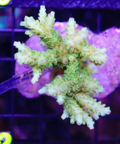 Acropora Insignis