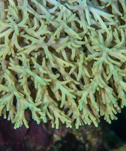 Acropora desalwii