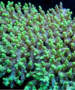Acropora Aculeus