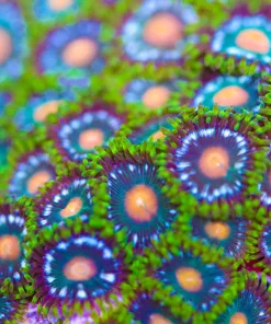 Green Eggs N Ham Zoa