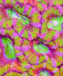 Rainbow Acan Frag