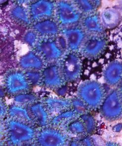 Blueberry Zoas