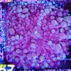 Wysiwyg XL Bouncing Purple Yuma Coral (C57)