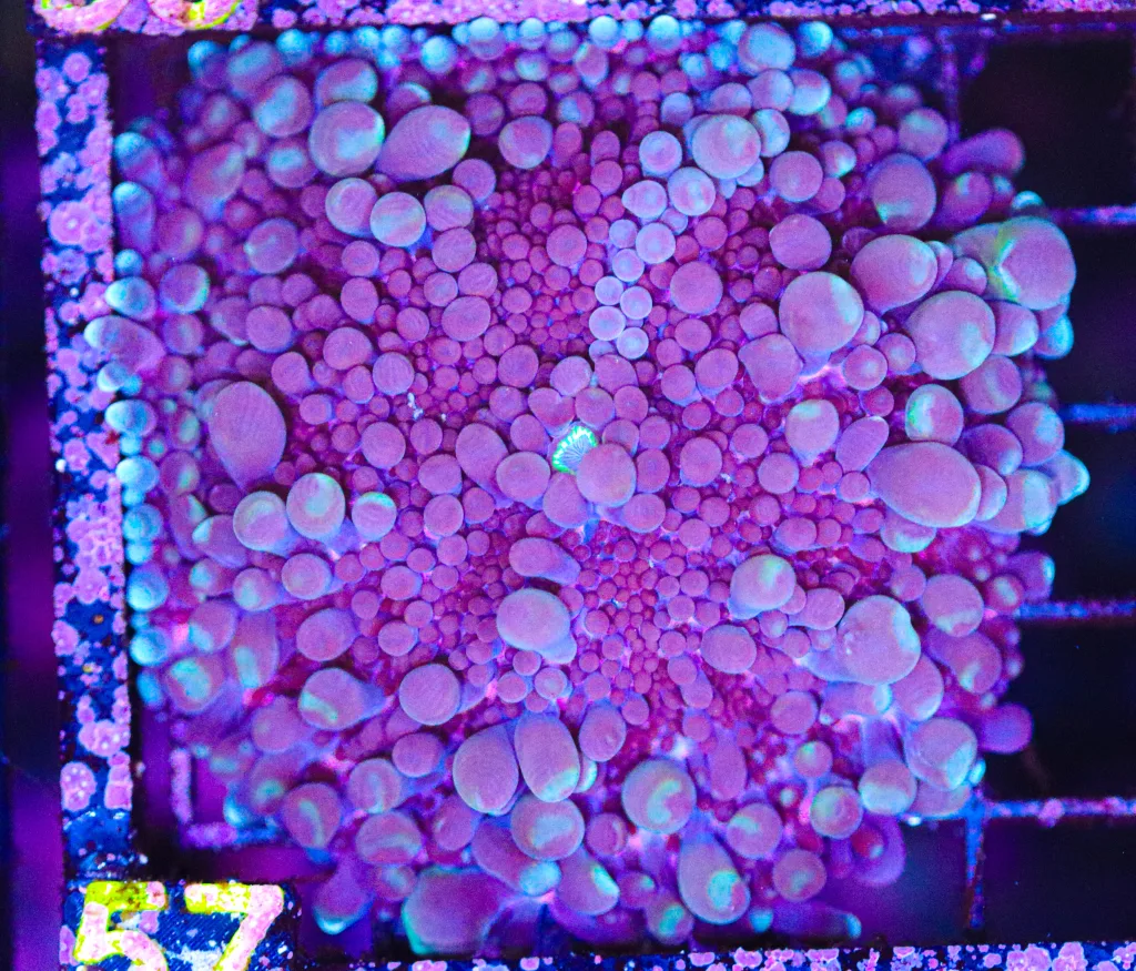 Frag Box Corals